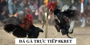 đá gà trực tiếp