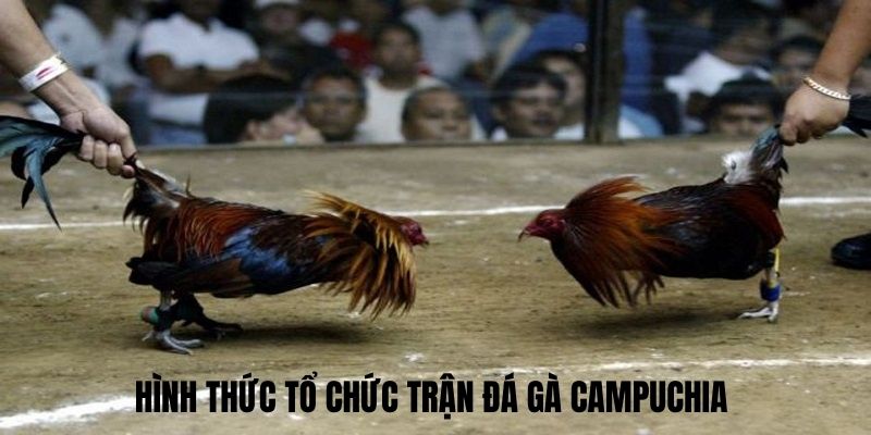 Điều cần biết trong quy định đá gà Campuchia