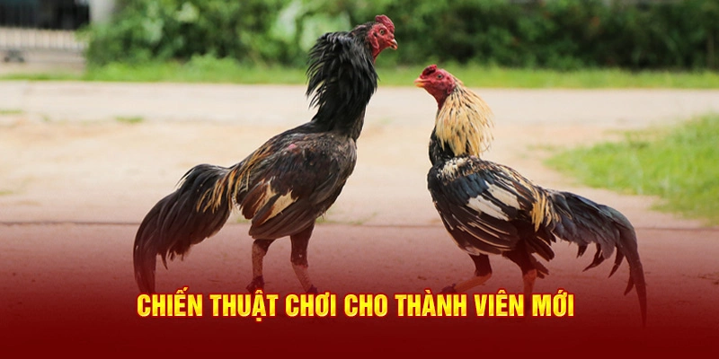 Chiến thuật chơi hiệu quả khi tham gia đá gà cựa tròn