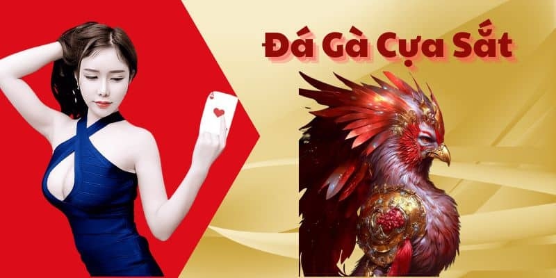 Thông tin về đá gà cựa sắt bạn cần nắm bắt