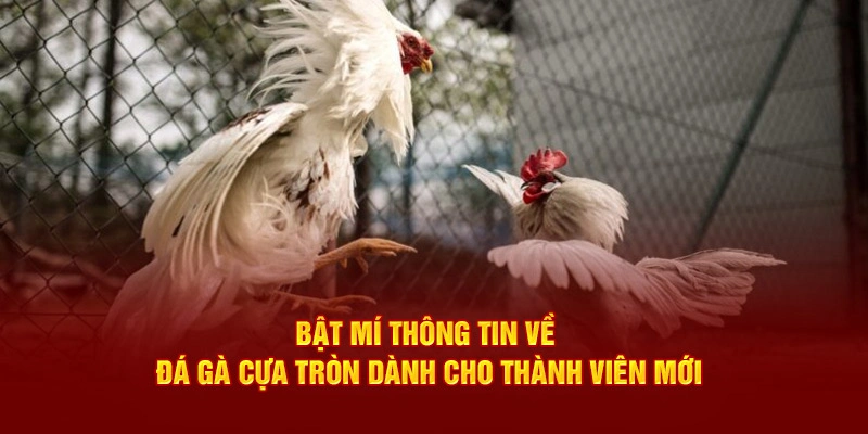 đá gà cựa tròn