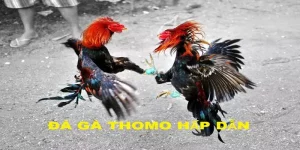 đá gà thomo