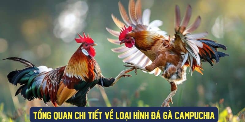 Giới thiệu bộ môn đá gà Campuchia 