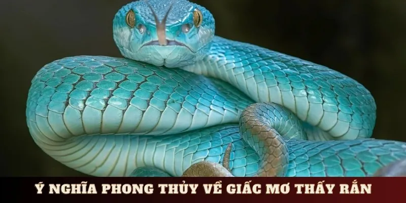 Mơ thấy rắn và ý nghĩa thông xoay quanh